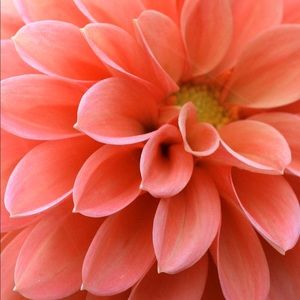 Meet your Posher, Michelle